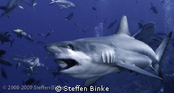 Grey Reef Shark by Steffen Binke 